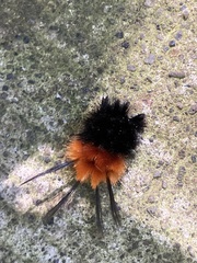 Turuptiana obliqua