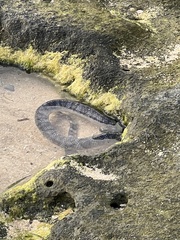 Laticauda semifasciata