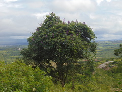 Macropsychanthus violaceus