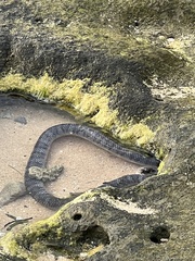 Laticauda semifasciata