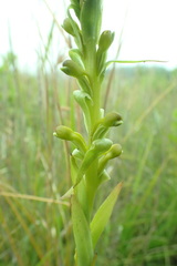 Satyrium parviflorum