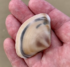 Austromactra