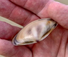 Austromactra