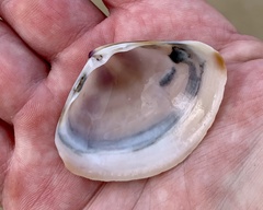 Austromactra