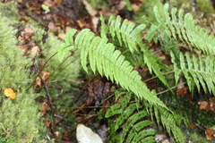 Cranfillia deltoides