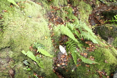 Cranfillia deltoides