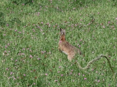 Leporidae