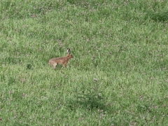 Leporidae