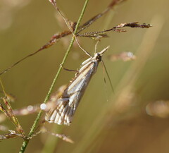 Hednota pleniferellus