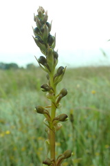 Satyrium parviflorum