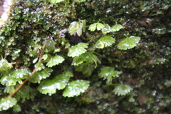 Hymenophyton flabellatum