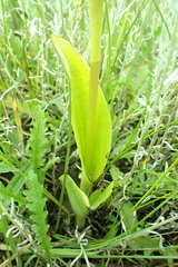 Satyrium parviflorum
