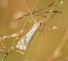 Hednota pleniferellus