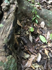 Didymoplexis micradenia