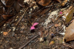 Marasmius haematocephalus
