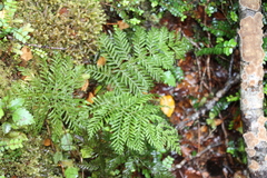 Leptopteris hymenophylloides