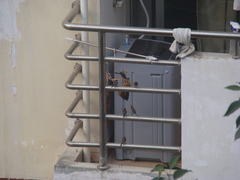 Aegithalos concinnus