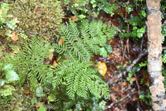 Leptopteris hymenophylloides