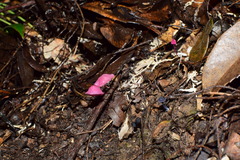 Marasmius haematocephalus