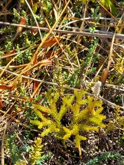 Austrolycopodium fastigiatum