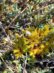 Austrolycopodium fastigiatum