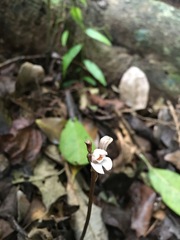 Didymoplexis micradenia