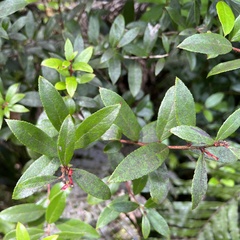 Gaultheria paniculata