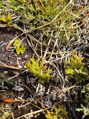 Austrolycopodium fastigiatum
