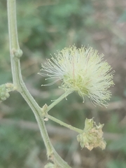 Pithecellobium dulce