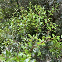 Gaultheria paniculata