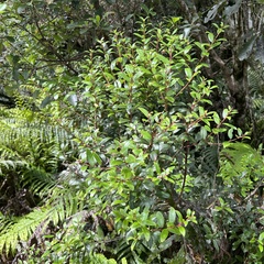 Gaultheria paniculata