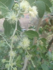 Pithecellobium dulce