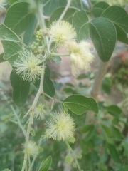 Pithecellobium dulce