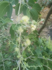 Pithecellobium dulce