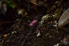 Marasmius haematocephalus