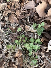 Lamium