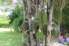 Caryota urens