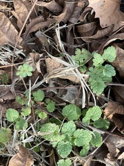 Lamium