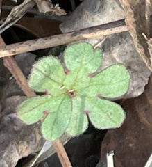 Lamium