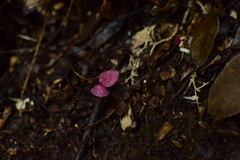 Marasmius haematocephalus