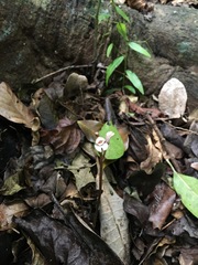 Didymoplexis micradenia