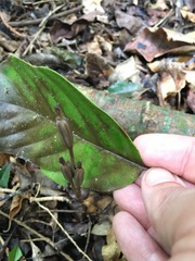 Didymoplexis micradenia