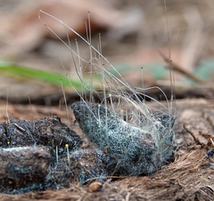 Phycomyces