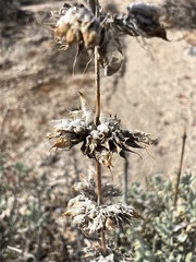 Salvia vaseyi