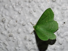 Geometra papilionaria