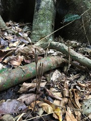 Didymoplexis micradenia