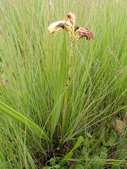 Eulophia welwitschii