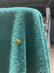 Anoplognathus aureus