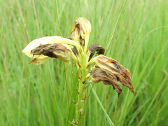 Eulophia welwitschii