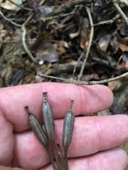 Didymoplexis micradenia